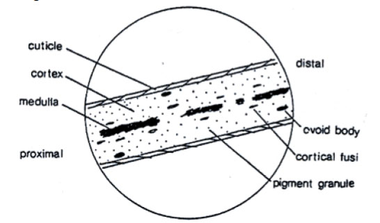 a human hair can be distinguished from an animal hair by examining