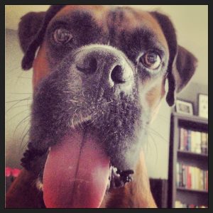 Duke, almost 5 years old, is a rescue from the Atlanta Boxer Rescue. He is a boxer mix.  He is a therapy dog for PAL in DC. Twice a month he volunteers with his owner.  He can go to schools, hospitals, etc and cheer people up and bring comfort. 