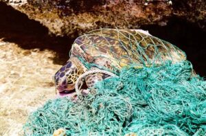 Crimes Against Marine Life- turtle